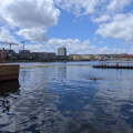Nordhavn swim