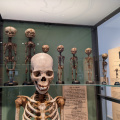 Med museum skeletons