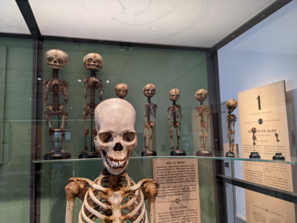 Med museum skeletons