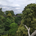 Kew TreeTop