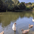 Park swans