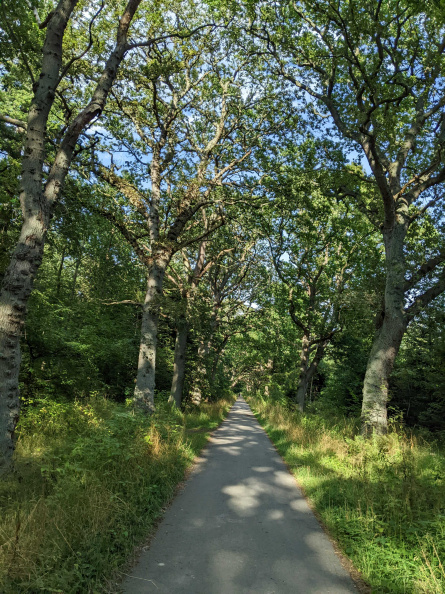 Cycle_Amager1_forest0.jpg
