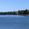 Lakes swans