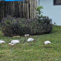 Deerfield white Ibis
