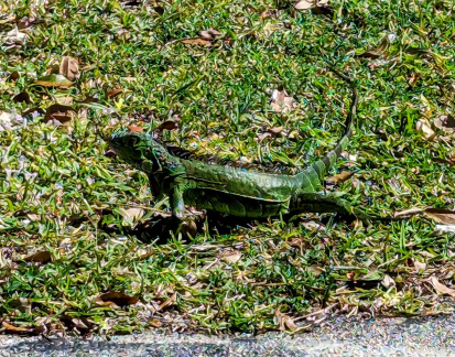 FTLaud Iguana green