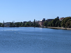 Lakes swans